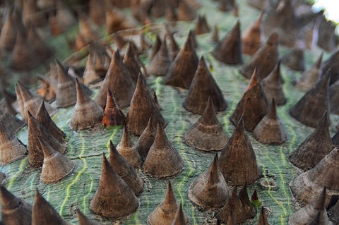 Photo by David Arbitman