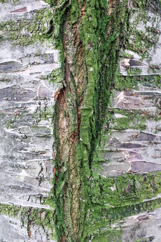 Photo by LightOnBrussels