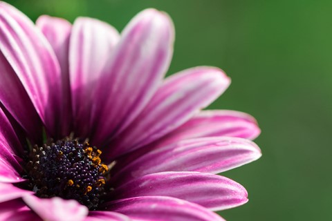 Photo by Osteospermum