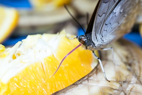 Photo by Butterfly Feeding