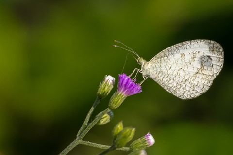 Photo by Swapnil Borah