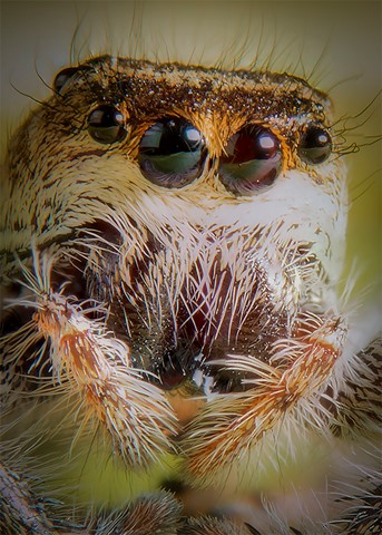 Photo by Dave Jurgens Photography