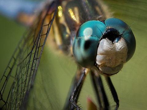 Photo by Dave Jurgens Photography