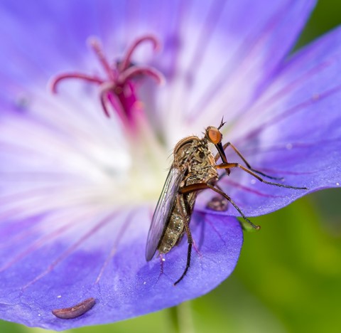 Photo by Dagger Fly (Empis livida)