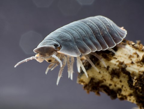 Photo by Fourteen jointed limbs