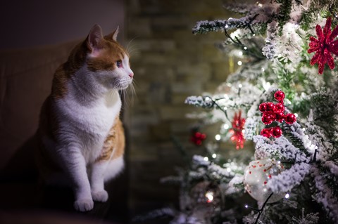 Photo by Rodrigue Zahr