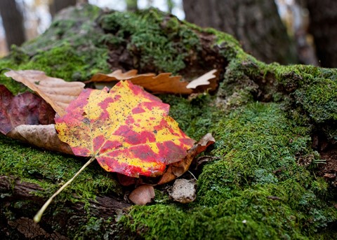 Photo by dillonwhite