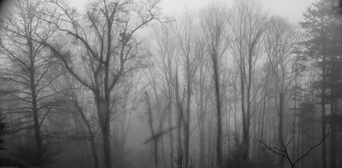 Photo by Fog on the Mountain