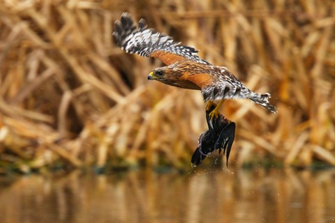 Photo by DigitalWalnut