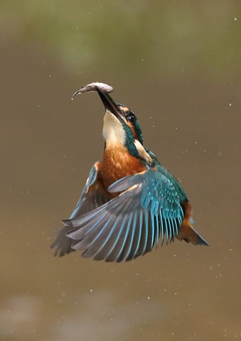 Photo by Neil Schofield