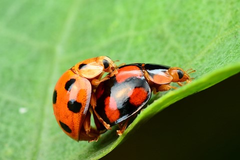 Photo by CSKong Penang