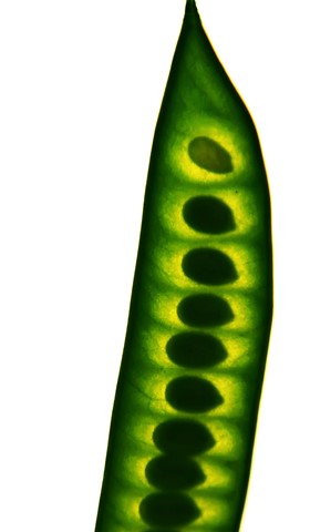 Photo by David Arbitman