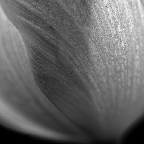 Photo by Igor Pollet