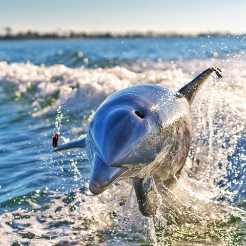Photo by St. George Island