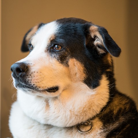 Photo by johncecilian