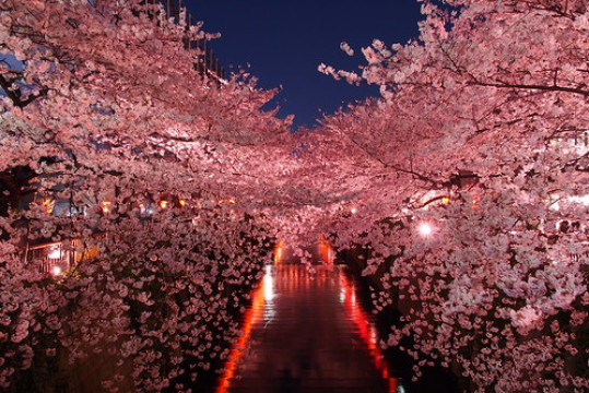 Photo by H.H. Mahal Alysheba