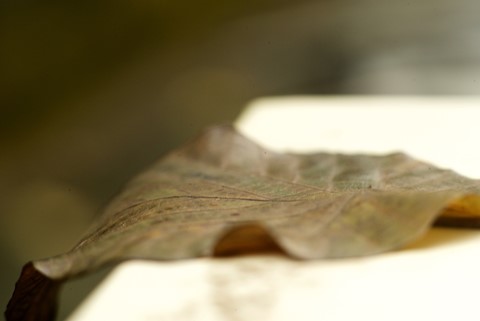 Photo by Philip Chan