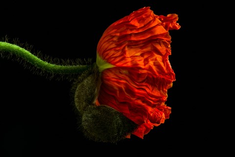 Photo by RomanJohnston