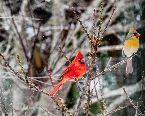 Photo by Sprintmedley