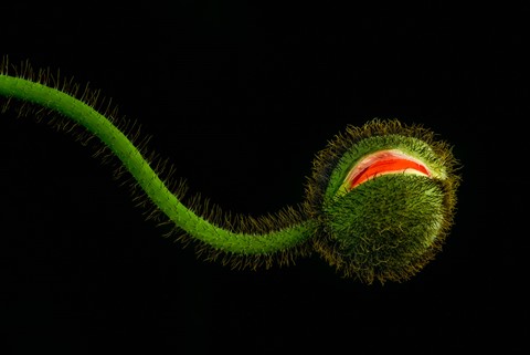 Photo by RomanJohnston