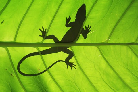 Photo by Lanz Castaneda