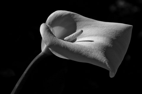 Photo by Jarrod_Campbell_Lilly