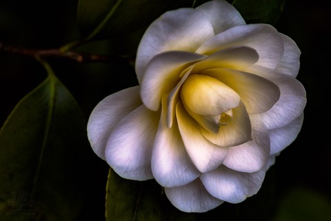 Photo by RomanJohnston