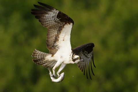 Photo by DigitalWalnut