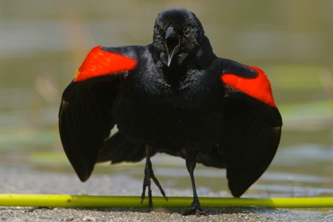 Photo by DigitalWalnut