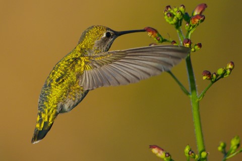 Photo by DigitalWalnut