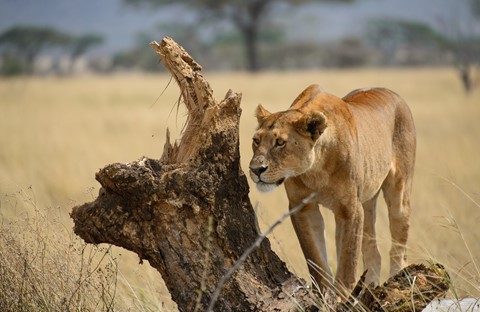 Photo by beaujolais76