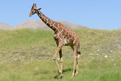 Photo by Lancers8418