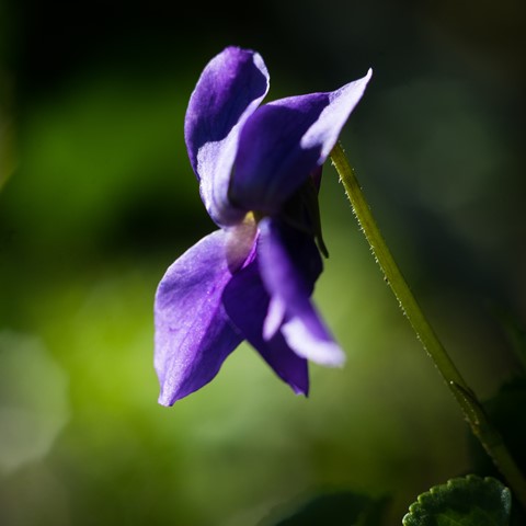 Photo by Igor Pollet