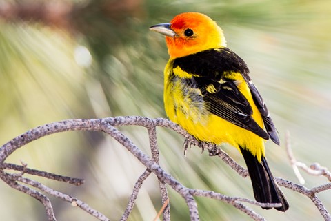 Photo by evanrassbcglobalnet