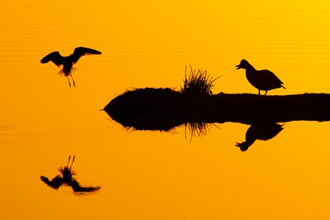 Photo by DigitalWalnut