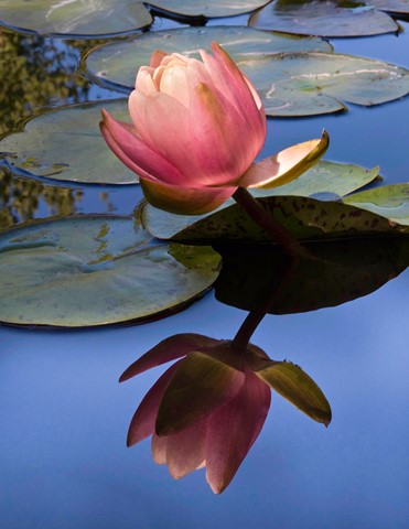 Photo by Lily, Lily, Beautiful