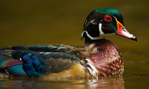 Photo by DigitalWalnut