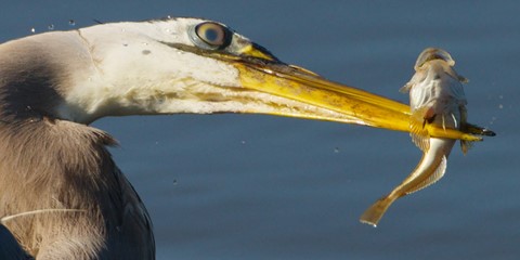 Photo by Heron and Sculpin