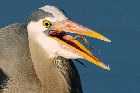 Photo by Swallowing a Smelt