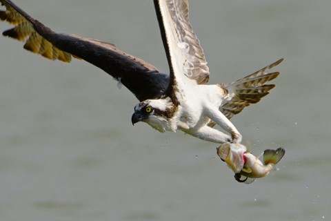 Photo by Bass Fisshing