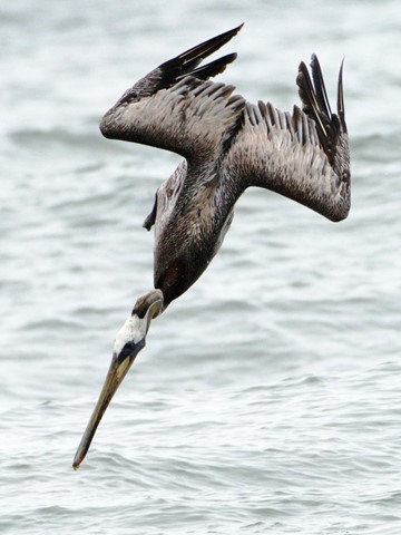 Photo by DigitalWalnut