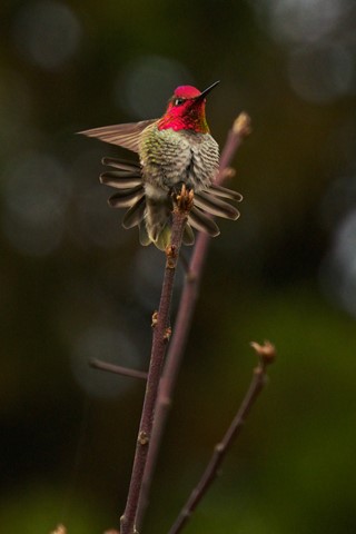 Photo by DigitalWalnut