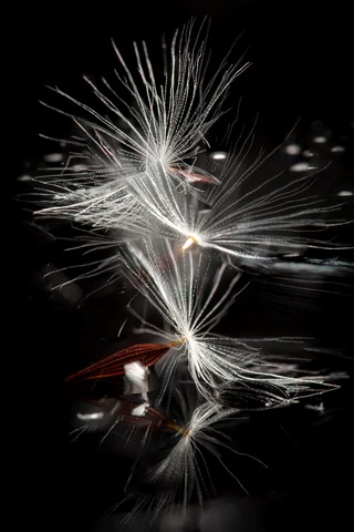 Photo by Dave Jurgens Photography