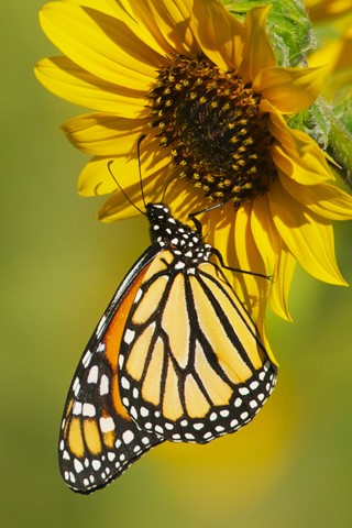 Photo by DigitalWalnut