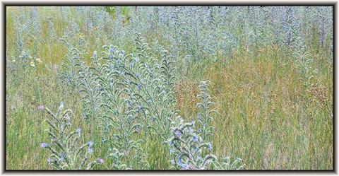 Photo by pen araneae