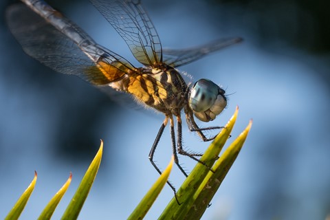 Photo by Andreas Volmer