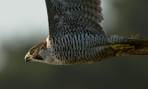 Photo by DigitalWalnut