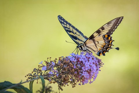 Photo by billslatteryjr