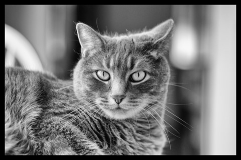 Photo by Ryder's piercing gaze