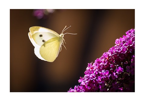 Photo by FelixCatana